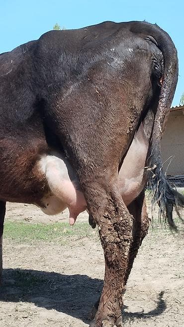 матки пчел: Продаю | Корова (самка) | Алатауская | Для молока | После отела — 2