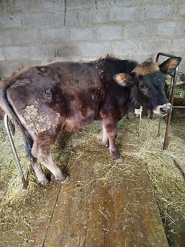 голиштин карова: Продаю | Тёлка | Алатауская | Для разведения | Отела не было — 7