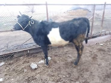 овчи ит: Продаю | Корова (самка) | Полукровка | Для разведения — 5