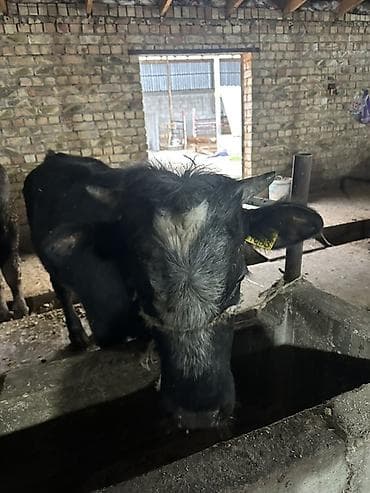 шпиц черный цена: Продаю | Бык (самец) | На откорм | Привязанные — 6