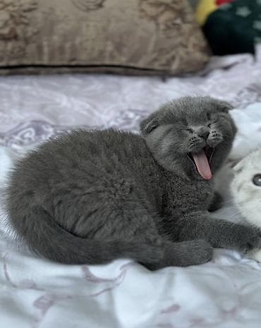 белый шотландский котенок: Скотиш Фолд (Шотландская вислоухая), 2 месяца, Девочка, Голубой, Приучена к лотку — 4