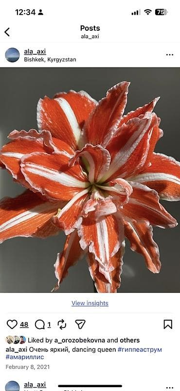 Гиппеаструм Dancing Queen — яркий крупноцветковый сорт с махровыми at lalafo.kg Гиппеаструм Dancing Queen — яркий крупноцветковый сорт с махровыми