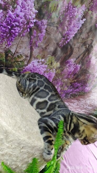 новорожденные котята: Бенгальские Детки .проф питомник Бен Гла Мур. предлагает Девочек и — 8