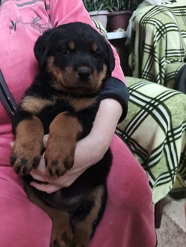 ак коён: Щенок породы ротвейлер. - Окрас: черный с насыщенными рыжими — 1