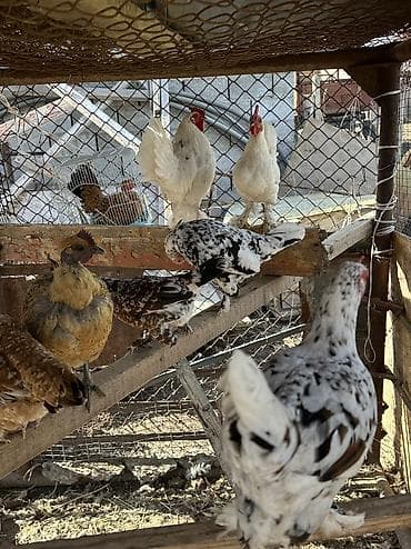 жаны асый: Сатам | Тооктор, Короздор, Инкубацияланган жумурткалар | Үй | Союуга, Көбөйтүү үчүн, Жумуртка туудуруу үчүн — 8