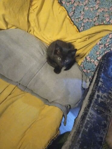 наполнитель для кошек: Всем доброго времени суток 🤗 отдаю кошечку в добрые заботливые руки — 3