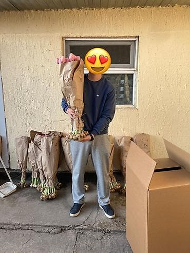 Уход и хранение одежды: Тюльпаны оптом с луковицей, срез «на луковице» из теплицы - 30 — 6