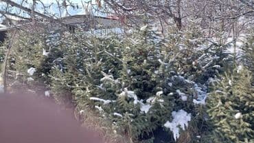 малина бишкеке: Другие виды семян и саженцев — 1