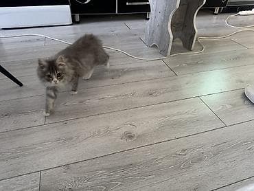 золотая шиншилла кошка цена: Пушистый котёнок с длинной шерстью серо-дымчатого окраса с белыми — 1