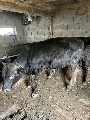 кара балта кукуруза: Продаю | Бык (самец) | На откорм | Привязанные — 5