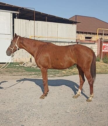 объявления о найденных собаках: Продаю | Кобыла (самка) — 3
