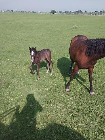 Продаю | Кобыла (самка) | Для разведения