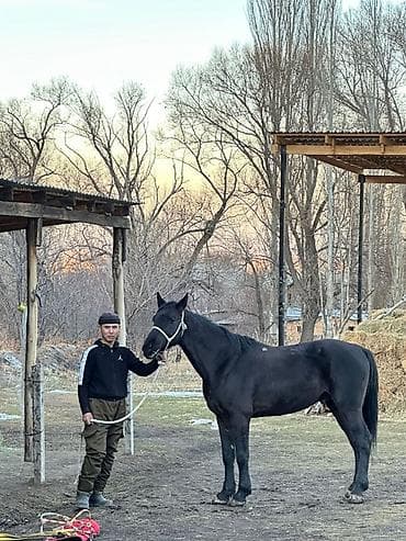 Продаю | Жеребец | Полукровка | Конный спорт