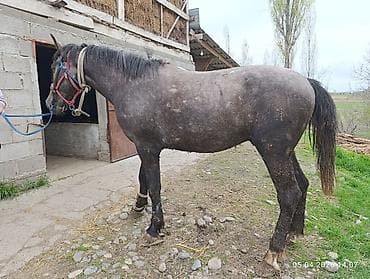 айгыр лошадь: Продаю | Жеребец | Полукровка | Для разведения, Рабочий, Конный спорт | Племенные — 2