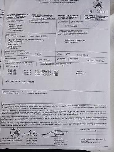 железные канистры: Үрөөндүк картошка сатылат сорт актрис 
2025 келген 5 тонна калды — 3