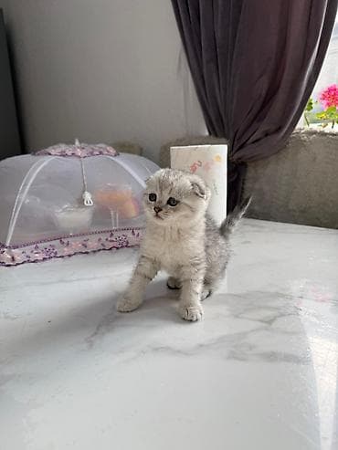 рыжие котята: Чистокровные Шотландские вислоухие котята (скоттиш-фолд) Девочка и — 2