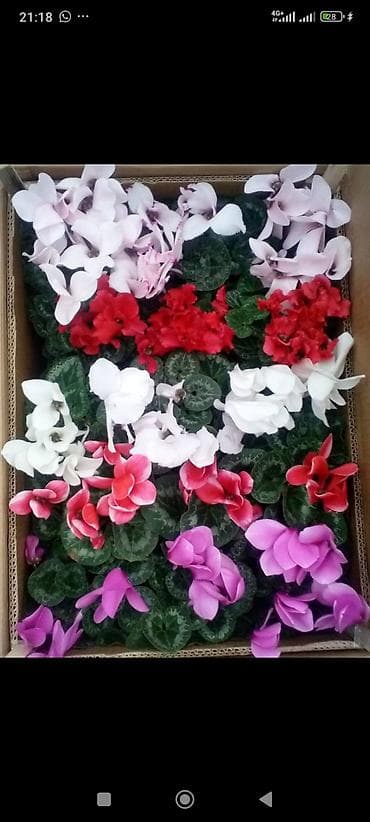 ваза для конфет: ОПТОМ Цикламен комнатный в горшке. - Компактные кустики с мраморными — 3