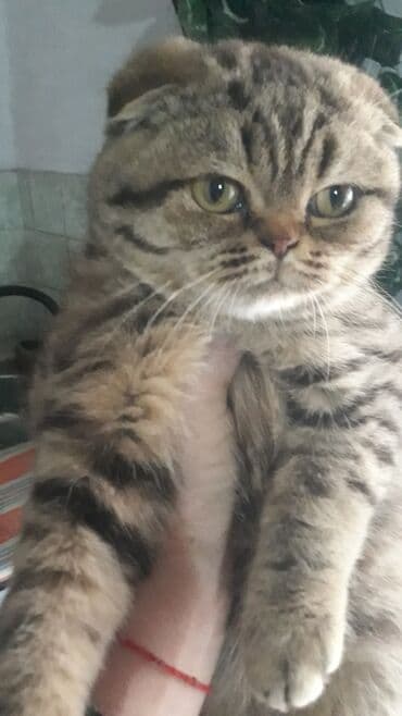 куда можно отдать кошку в бишкеке: Продаются шотландские котята,вакцину пооучили,проглистованы,мальчик и — 2