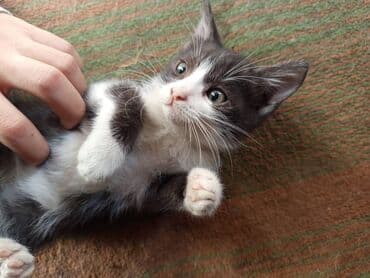 домашние кошки: Котёнок серый тигровый (мраморный табби) - Окрас: серо-коричневый с — 10