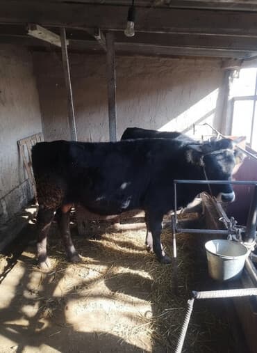 Другие животные