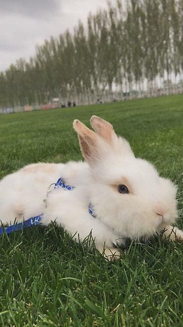Отдаю кролика на 3месяцев, в хорошие руки, из за перелетов не могу его