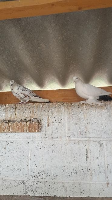 павлины голуби: Голуби декоративных пород (разные окрасы и типы оперения) - — 3