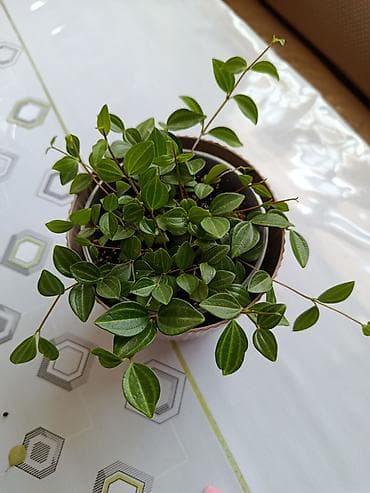 Комнатные растения. 1) Кактус. 150 сом — 1