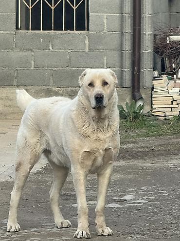 Үй жаныбарлары: Алабай, 5 жаштан жогору, Эркек, Эмделген — 1