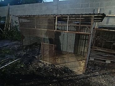 чучук купить: Вольер Для Собаки или под курятник можно — 1