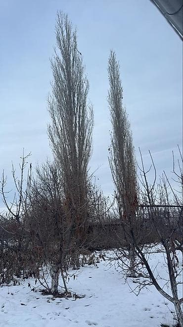 Бекер берем 2 чон терек. Келип кыйып алып кетишинер керек. Шалта