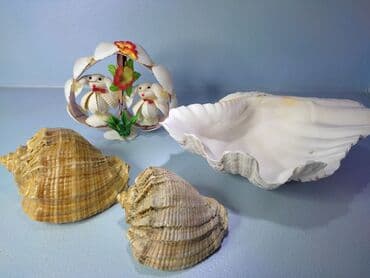 семена арбузы: Ракушки. Привезены с Чёрного моря. Цена за все — 1