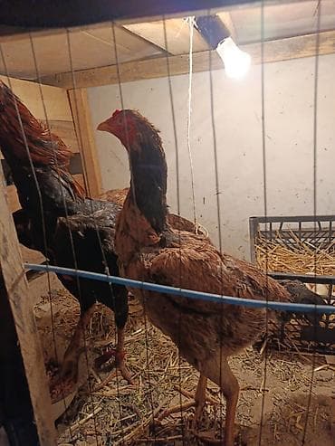 в связи с переездом отдам попугая жако в добрые руки: Продаю | Куры — 2