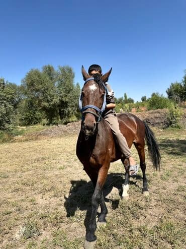 купить рабочую охотничью собаку: Продаю | Кобыла (самка) | Конный спорт, Для разведения — 9