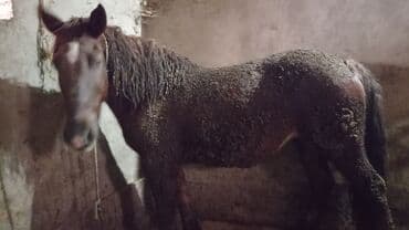 продам бу оборудование для птицефабрики: Продаю | Кобыла (самка) | Полукровка | На забой, Для разведения, Конный спорт | Племенные — 4