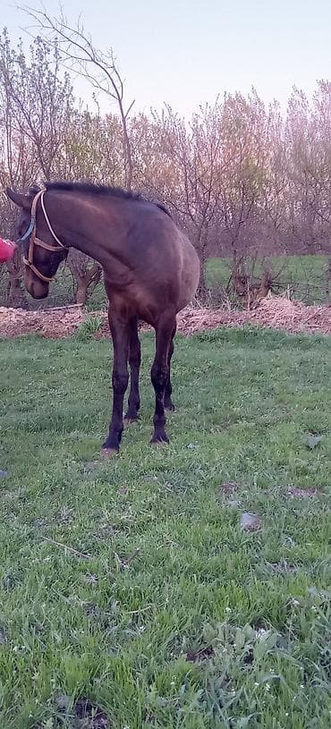 охотичий собака спаниель: Продаю | Жеребенок | Для разведения | Племенные — 5