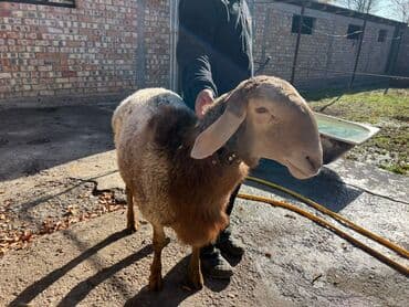 продажа щенков немецкой овчарки с документами в бишкеке: Продаю | Баран (самец) | Арашан | Для разведения | Племенные — 3