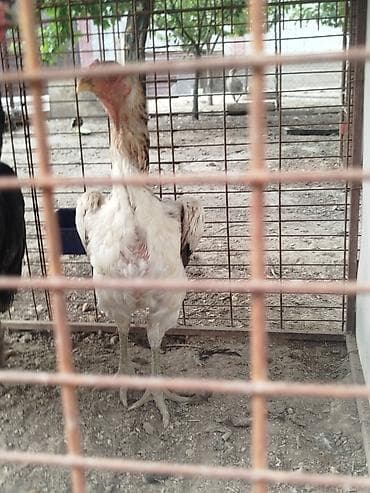 кажи сай: Продаю | Куры — 4