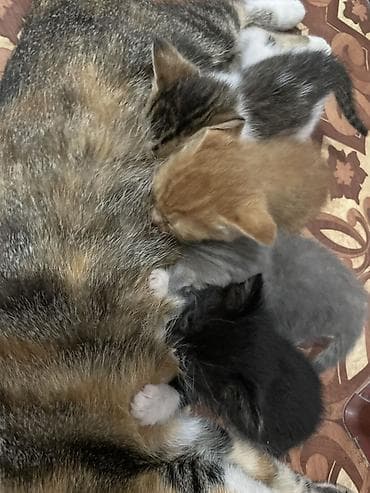 cat sofa: Мышык сатабыз алам дегендер болсо жазып койуңуздар. 1)сары мышык 500с — 1