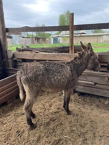 тазы собака: Осёл (молодой) с густой кудрявой шерстью серо-бурого окраса — 2
