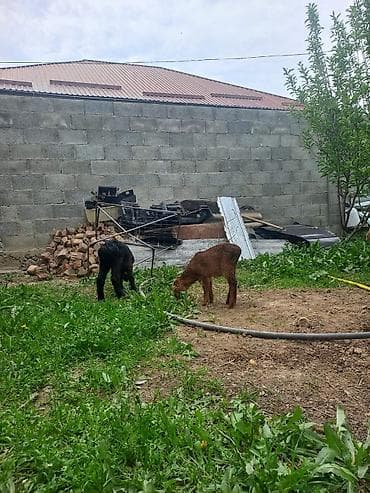 овцы гиссары: Продаю | Ягненок | Арашан — 1