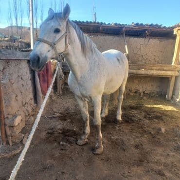 куда отдать собаку бишкек: Продаю | Конь (самец) | Для разведения | Мерин — 1