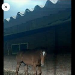 собака французский бульдог купить: Продаю | Жеребец | Английская | Конный спорт | Племенные — 9