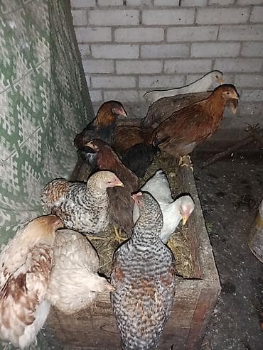 Продаю домашние Цыплят подростки три с половиной месяца цена