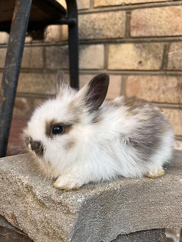 формы декоративного камня: Декоративные кролики (длинношёрстные, тип львиноголовый/карликовый) — 5