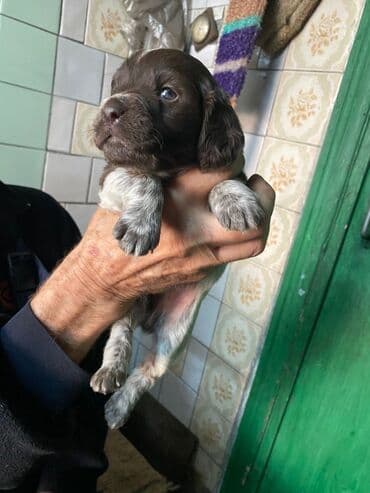 борзая собака цена: Спаниель, 1 месяц, Самец — 6