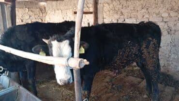 корова породы швиц: Сатам | Бука (эркек) | Аргын | Бордоп семиртүү үчүн | Байланган — 1