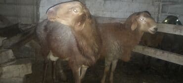 домики для хомяков: Продаю | Баран (самец) | Для разведения — 6