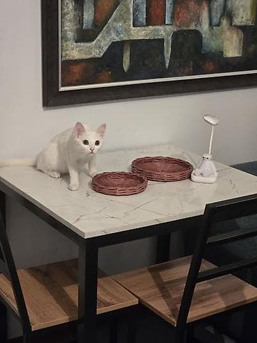 Бычуучу столдор: Ашкана үчүн үстөл, Жаңы, Тик бурчтуу, Бүктөлбөгөн lalafo.kg да — 3 Бычуучу столдор: Ашкана үчүн үстөл, Жаңы, Тик бурчтуу, Бүктөлбөгөн — 3