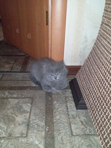 американская жесткошёрстная кошка цена: Продаются котята от британской кошки 2 месяца пушистый комочек — 2