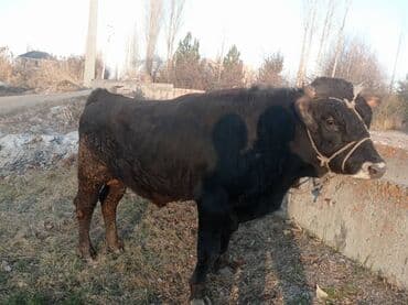 продажа охотничьих собак: Продаю | Бык (самец) | Алатауская — 3